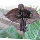 5 Pcs Seed Bat Flower, Tacca chanteri Seed fo Planting