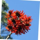 5 Pcs Seed Coral Tree, Erythrina stricta Seed fo Planting