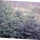 5 Pcs Seed Colorado Blue Spruce, Picea pungens glauca Seed fo Planting