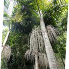 5 Pcs Seed Hardy King Palm, Archontophoenix cunninghamiana hardy Seed fo Planting