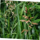 10 Pcs Seed Sweet Grass, Hierochloe odorata Seed fo Planting