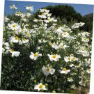 10 Pcs Seed Romneya coulteri Seed for Planting