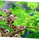5 Pcs Seed Acacia concinna Seed for Planting