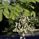 5 Pcs Seed Yellowwood, Cladrastis lutea Seed for Planting