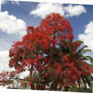 5 Pcs Seed Hardy Australian Bottle Tree, Brachychiton acerifolius Seed for Planting