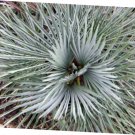 5 Pcs Seed Silver European Fan Palm, Chamaerops humilis cerifera Seed fo Planting