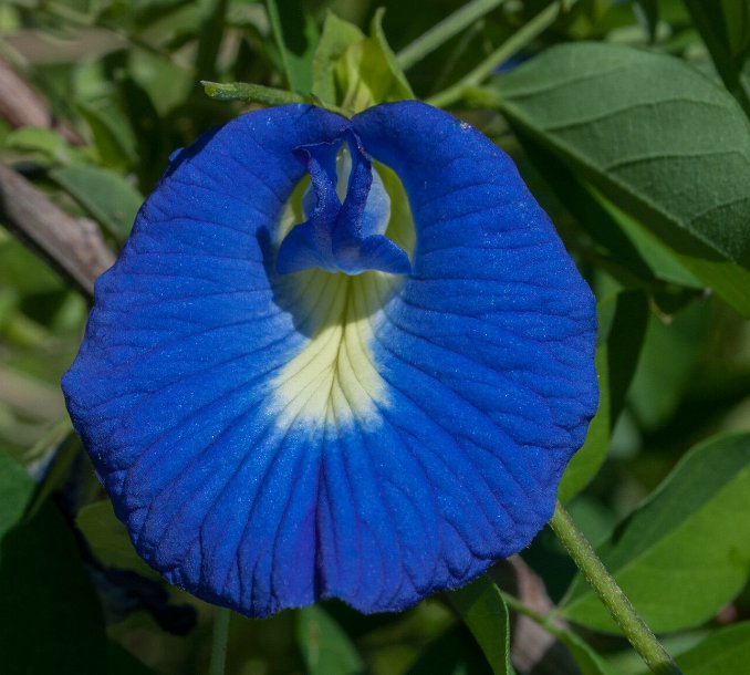 5 Pcs Seed Clitoria ternatea  Seed for Planting