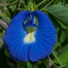 5 Pcs Seed Clitoria ternatea  Seed for Planting