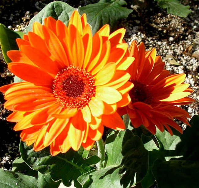 5 Pcs Seed Hardy Gerbera Daisy, Gerbera jamesonii Seed for Planting