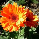 5 Pcs Seed Hardy Gerbera Daisy, Gerbera jamesonii Seed for Planting