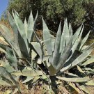 5 Pcs Seed Hardy Agave, Agave americana Seed for Planting