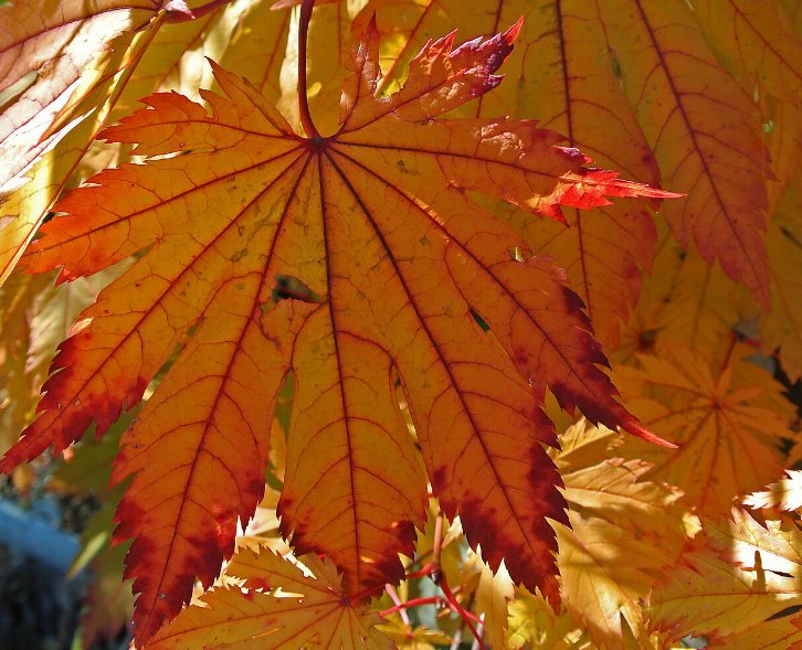 5 Pcs Seed Japanese Fullmoon Maple, Acer japonicum Meigetsu Seed for Planting