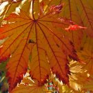 5 Pcs Seed Japanese Fullmoon Maple, Acer japonicum Meigetsu Seed for Planting