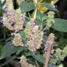5 Pcs Seed Patchouli, Pogostemon cablin Seed for Planting