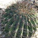10 Pcs Seed Hardy Barrel Cactus, Ferocactus wislizenii Seed for Planting