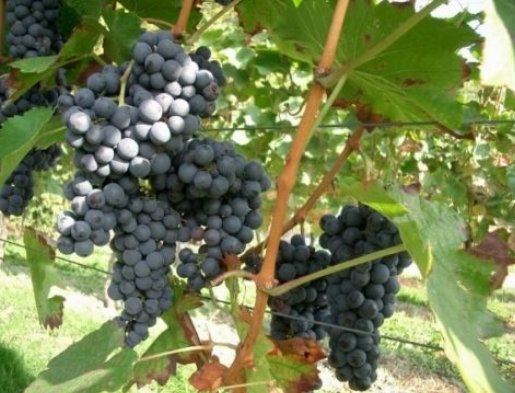5 Pcs Seed Merlot Wine Grape, Vitis vinifera Merlot Seed for Planting