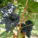 5 Pcs Seed Merlot Wine Grape, Vitis vinifera Merlot Seed for Planting
