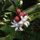 5 Pcs Seed Musa velutina Seed for Planting