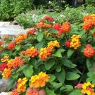 5 Pcs Seed Texas Lantana, Lantana horrida Seed for Planting