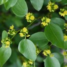 5 Pcs Seed Christ's Thorn, Paliurus spina christi Seed for Planting