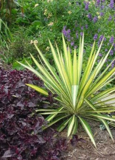 5 Pcs Seed Variegated Adam&acirc;��s Needle Yucca, Yucca filamentosa Variegata Seed for Planting