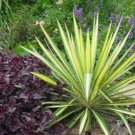 5 Pcs Seed Variegated Adam’s Needle Yucca, Yucca filamentosa Variegata Seed for Planting