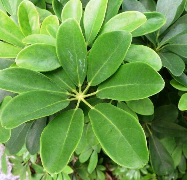 5 Pcs Seed Dwarf Schefflera, Schefflera Pittman&acirc;��s Pride Seed for Planting