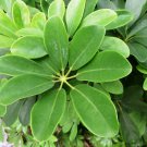 5 Pcs Seed Dwarf Schefflera, Schefflera Pittman’s Pride Seed for Planting