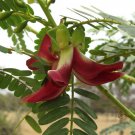 5 Pcs Seed Red Wisteria/Rattlebox, Sesbania grandiflora  Seed for Planting
