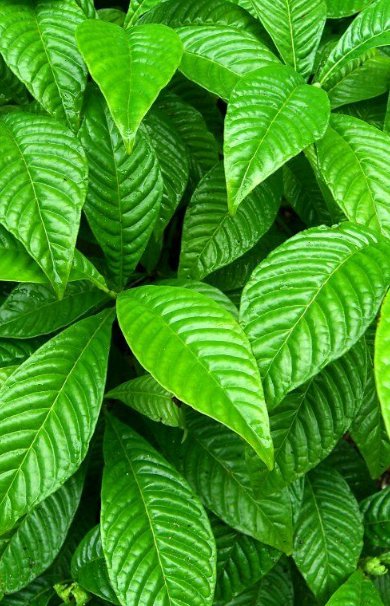5 Pcs Seed Wild Coffee, Psychotria nervosa Seed for Planting