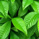 5 Pcs Seed Wild Coffee, Psychotria nervosa Seed for Planting