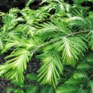10 Pcs Seed Variegated Dawn Redwood, Metasequoia glyptostroboides ‘Jack Frost’ Seed for Planting