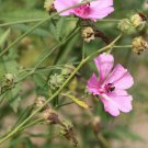 10 Pcs Seed Palm Leaved Marsh Mallow, Althaea cannabina Seed for Planting