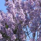 10 Pcs Seed Paulownia elongata  Seed for Planting