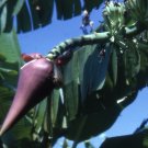 5 Pcs Seed Musa ochracea Seeds for Planting