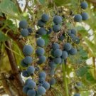 5 Pcs Seed California Grape, Vitis californica Seeds for Planting