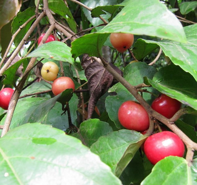 5 Pcs Seed Indian Coffee Plum, Flacourtia jangomas Seeds for Planting
