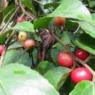 5 Pcs Seed Indian Coffee Plum, Flacourtia jangomas Seeds for Planting