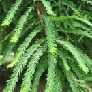5 Pcs Seed Montezuma Cypress, Taxodium mucronatum Seeds for Planting