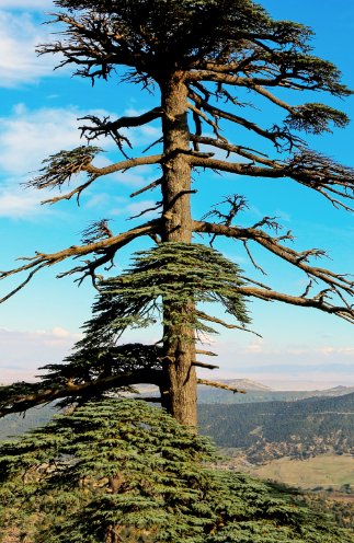 5 Pcs Seed Atlas Cedar, Cedrus atlantica Seeds for Planting