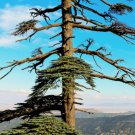 5 Pcs Seed Atlas Cedar, Cedrus atlantica Seeds for Planting