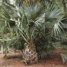 5 Pcs Seed Hardy Birmingham Palmetto, Sabal Birmingham Seeds for Planting
