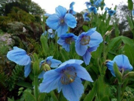 5 Pcs Seed Blue Himalayan Poppy, Meconopsis betonicifolia Seeds for Planting