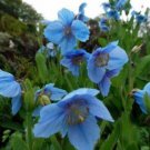 5 Pcs Seed Blue Himalayan Poppy, Meconopsis betonicifolia Seeds for Planting