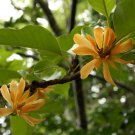 5 Pcs Seed Michelia champaca Seeds for Planting