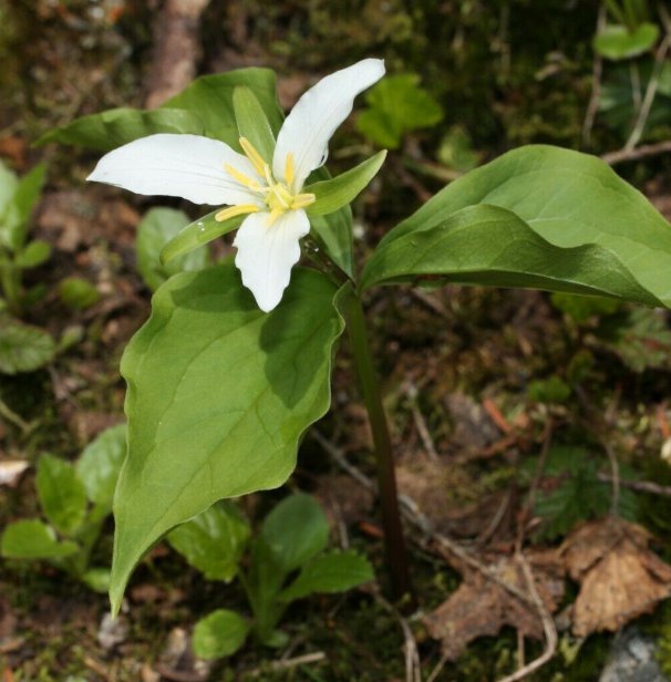 5 Pcs Seed Western White Trillium, Trillium ovatum Seeds for Planting