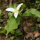 5 Pcs Seed Western White Trillium, Trillium ovatum Seeds for Planting