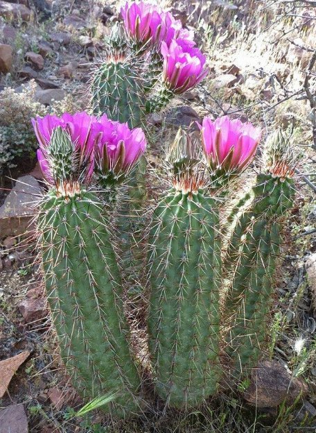 10 Pcs Seed Hardy Hedgehog Cactus, Echinocereus engelmannii boyce thompsonii Seeds for Planting