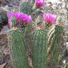 10 Pcs Seed Hardy Hedgehog Cactus, Echinocereus engelmannii boyce thompsonii Seeds for Planting