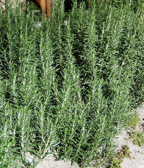 5 Pcs Seed Arp Cold Hardy Rosemary, Rosmarinus officinalis Arp Seeds for Planting